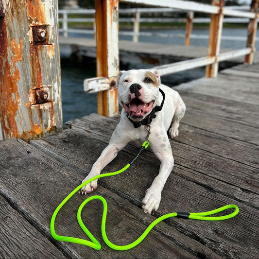 How to Choose the Right Dog Lead for Your Dog