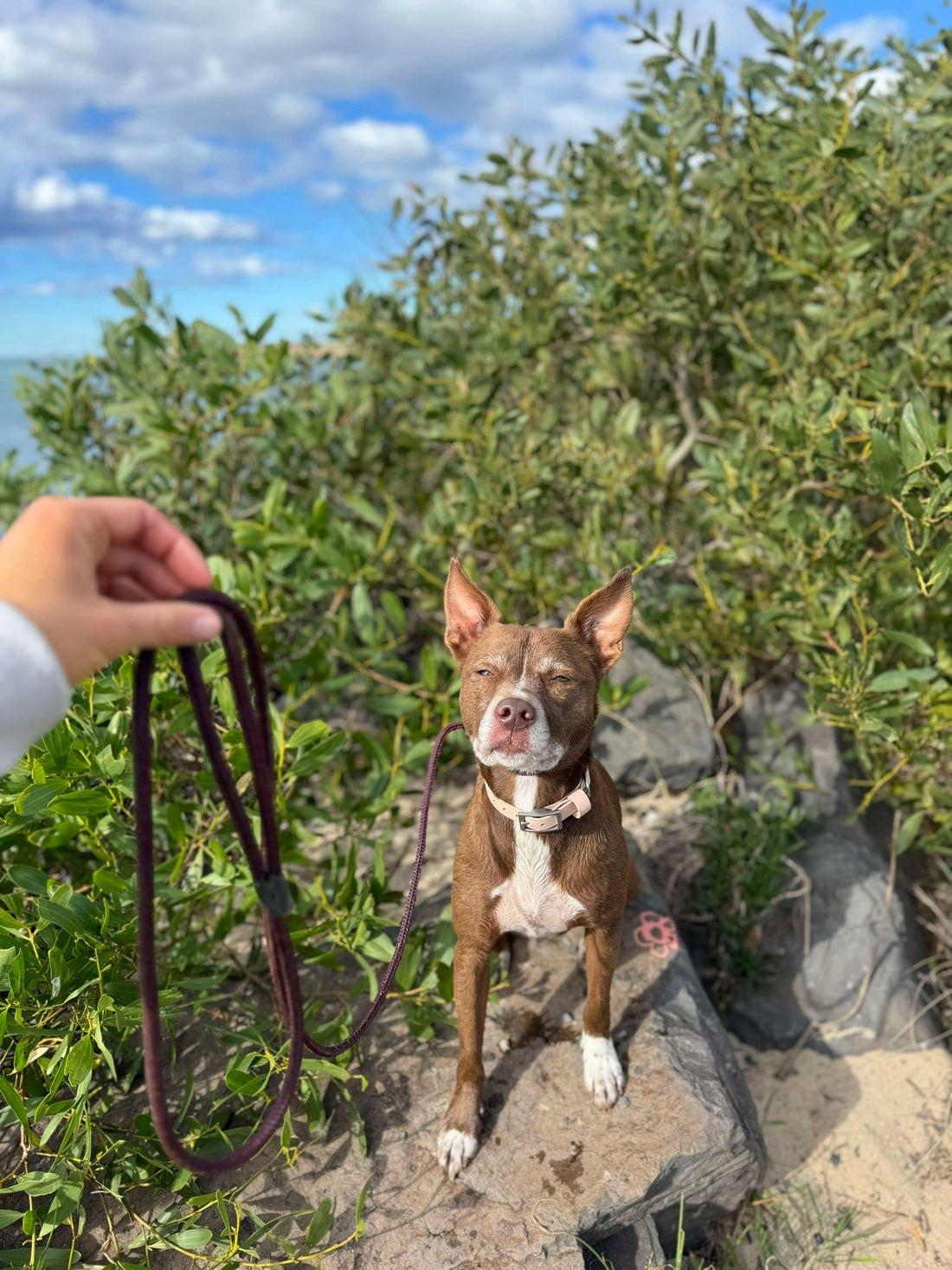 What Is a Slip Lead for Dogs and When Should You Use One?